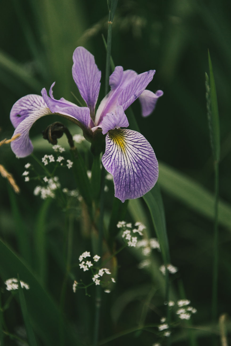 New England Native Perennials