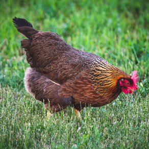 An Egg-ceptional Problem