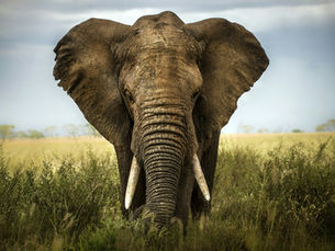 Ivory: an old obsession in a market that shifts