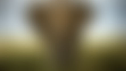 Ivory: an old obsession in a market that shifts