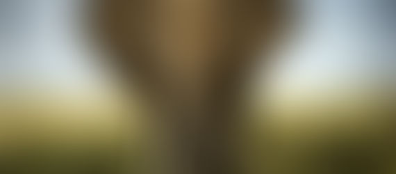 Ivory: an old obsession in a market that shifts