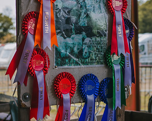 BOLD EMBERS*: *Experienced Multi-Ethnic & Black Equestrian Riders