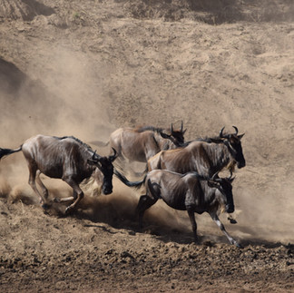 Serengeti Great Migration during safari from Zanzibar with wildebeest herd running across savannah T