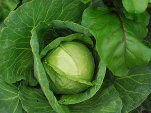 Cabbage Growing Made Easy: From Seed to Harvest