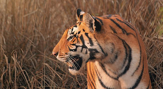 Image by Vasudev Gurjar