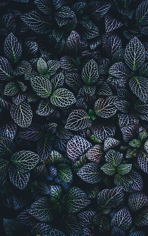 Image by Annie Spratt
