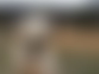 Quelles races sont les mieux adaptées au rôle de chien d'assistance ou de zoothérapie ?