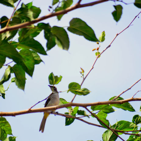 THE UNQUIE MULBERRY