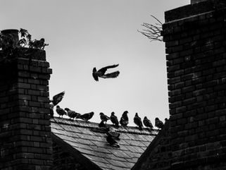 Children of Crows