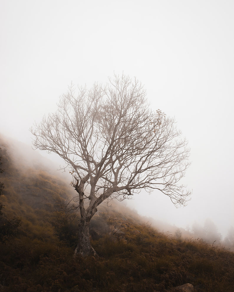 Image by Mahrshi Bisani