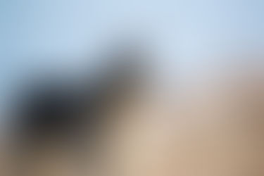 The Ultimate Guide to Grooming Double-Coated Pets