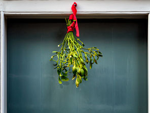 Mistletoe As Cancer Therapy