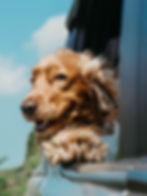 dog portale.life portale.pet portale.io