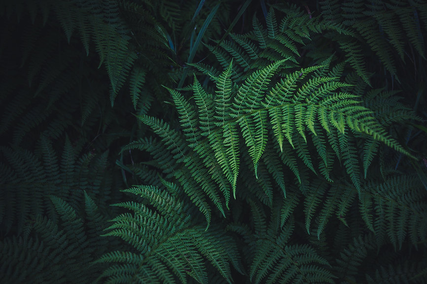 Image by Nick Cooper