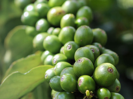 Climate change will cut coffee production by 50% in 2050