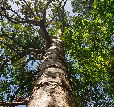 Tree Care in Charlotte NC