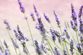 Lavendel