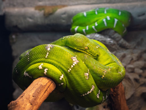 Embodied Intelligence: Generating Electricity with Heat