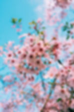 Cherry Blossom