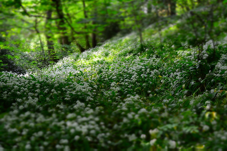 NaviHo Rewilding