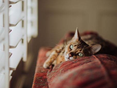 Upper Respiratory Infection in Felines