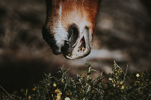 Image by Annie Spratt