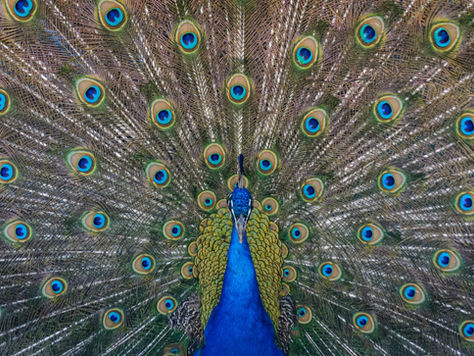 Peacock Feathers - Perceived Success