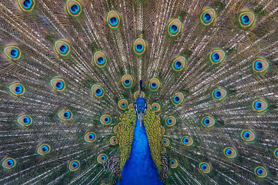 Image by Steve Harvey