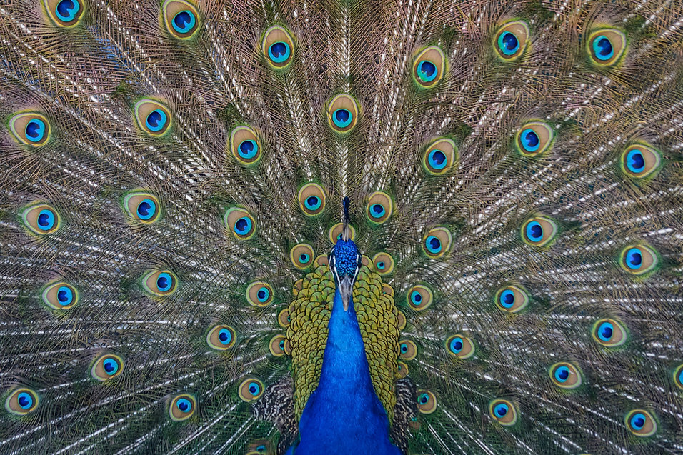 Image by Steve Harvey