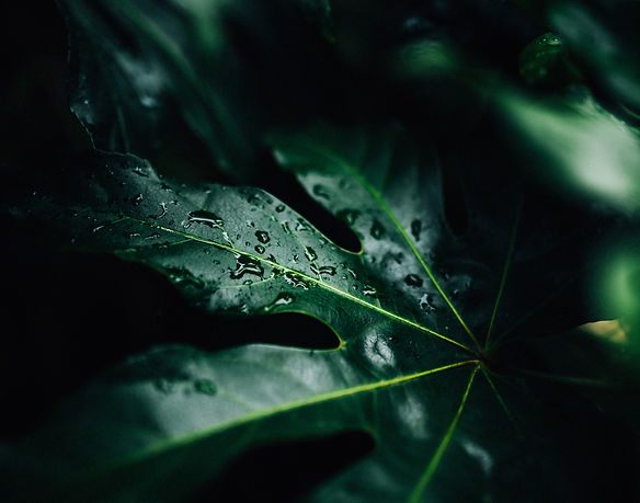 Image by Robert Nelson