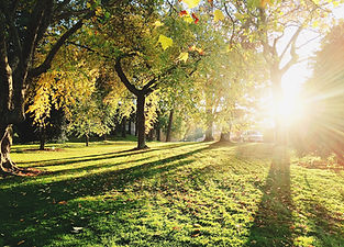 Field with trees