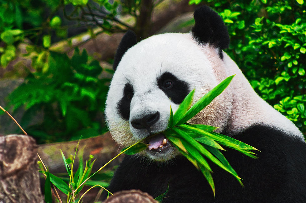 PandaNme Logo Contest