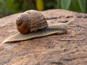 Lungworm Prevention for Dogs with Seizures