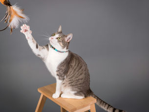 Un chat qui joue