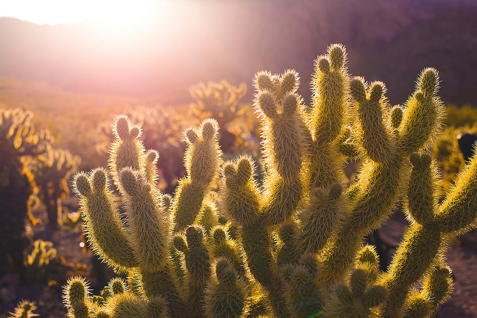 Image by Demi DeHerrera