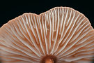 Image by Timothy Dykes