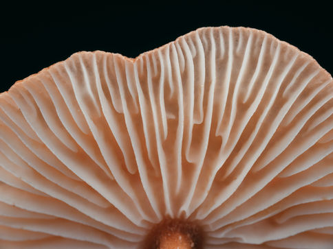 Microdosing Boosts Mood, But Only for a Day?