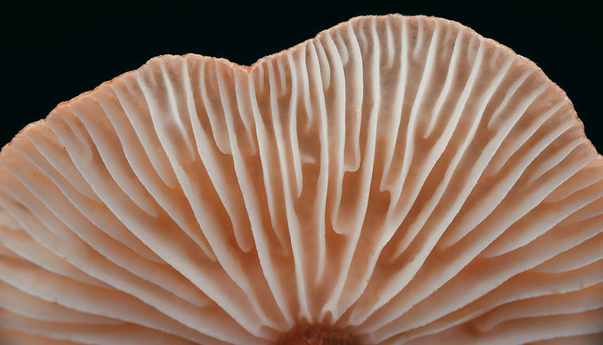 Image by Timothy Dykes