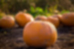 Harvest Festival
