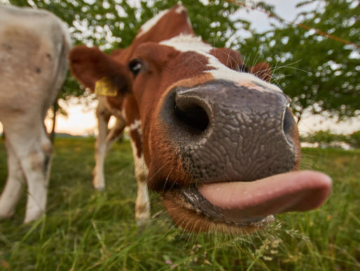 Fun Animal Facts That Will Blow Your Mind