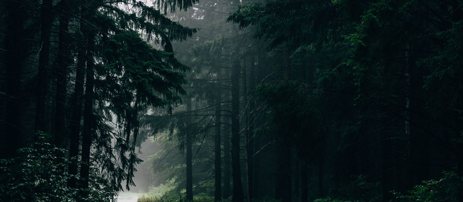 Monsoon Magic in Himachal: Why Zen Den Homes is Your Perfect Rainy Season Escape