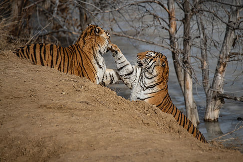 Wild animals in their natural habitat during a safari tour in India