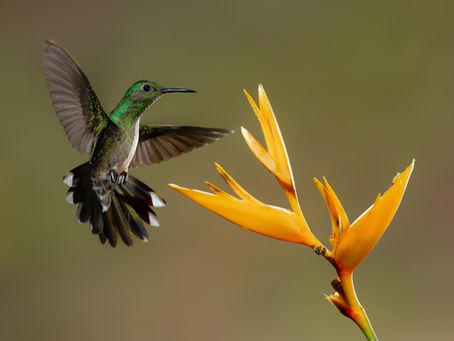 COSTA RICA: un mare infinito di colori