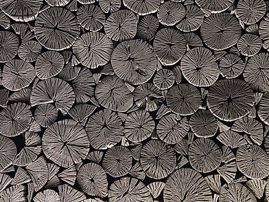 Image by Sung Jin Cho