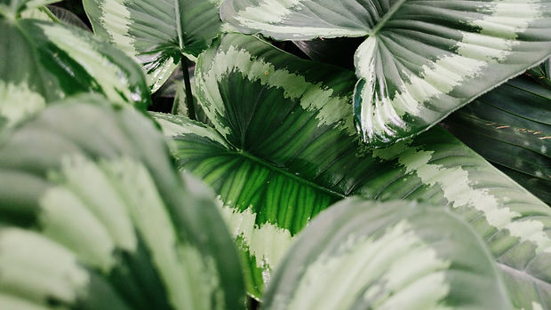 Image by Olena Shmahalo