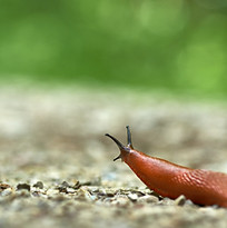 Image by Wolfgang Hasselmann