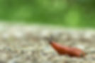 Image by Wolfgang Hasselmann