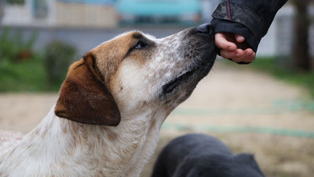 Waarom de buitenlandse hond gewoon echt een vak apart is