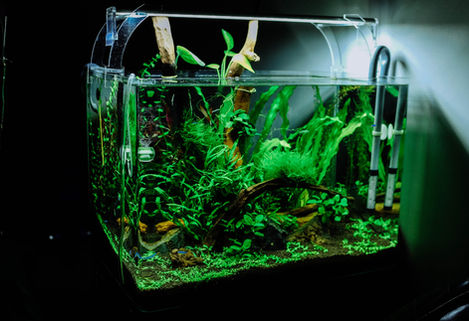 a fish tank filled with lots of green plants