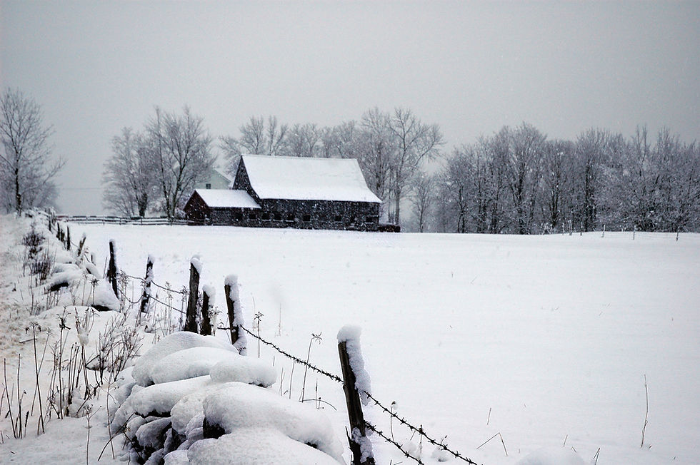 Maple trees in Vermont's Northeast Kingdom during maple sugaring season
